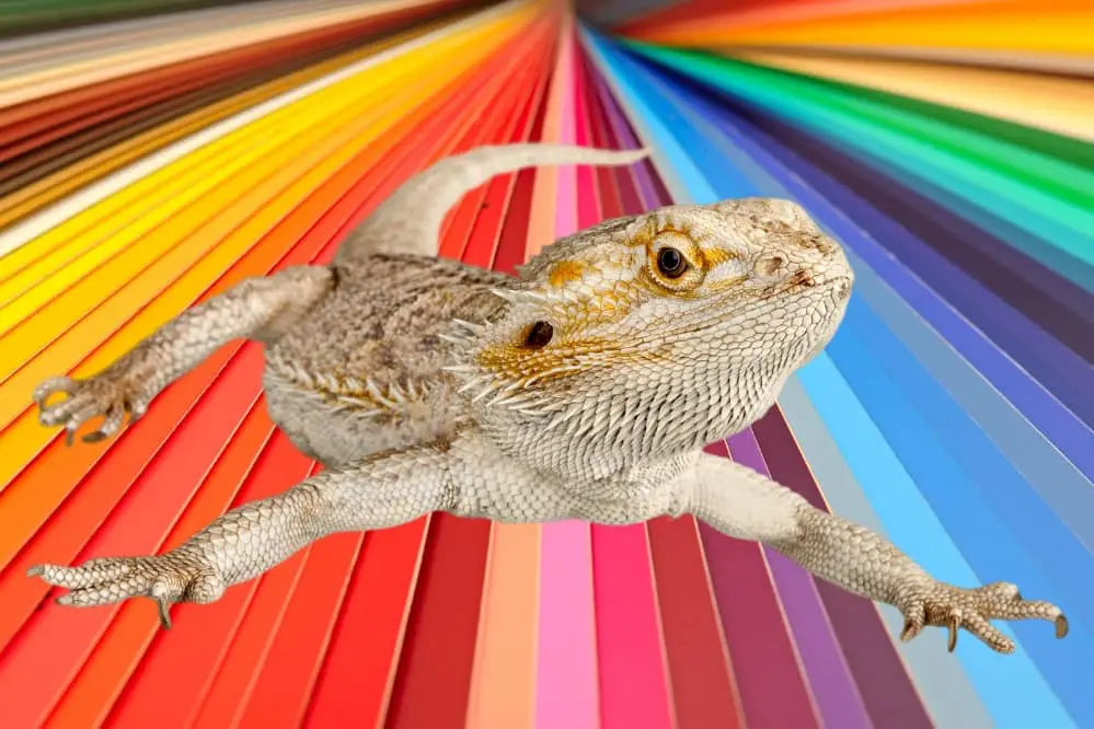 bearded dragon see colors