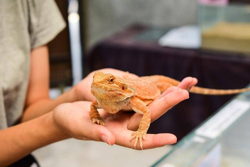 bearded dragon docile