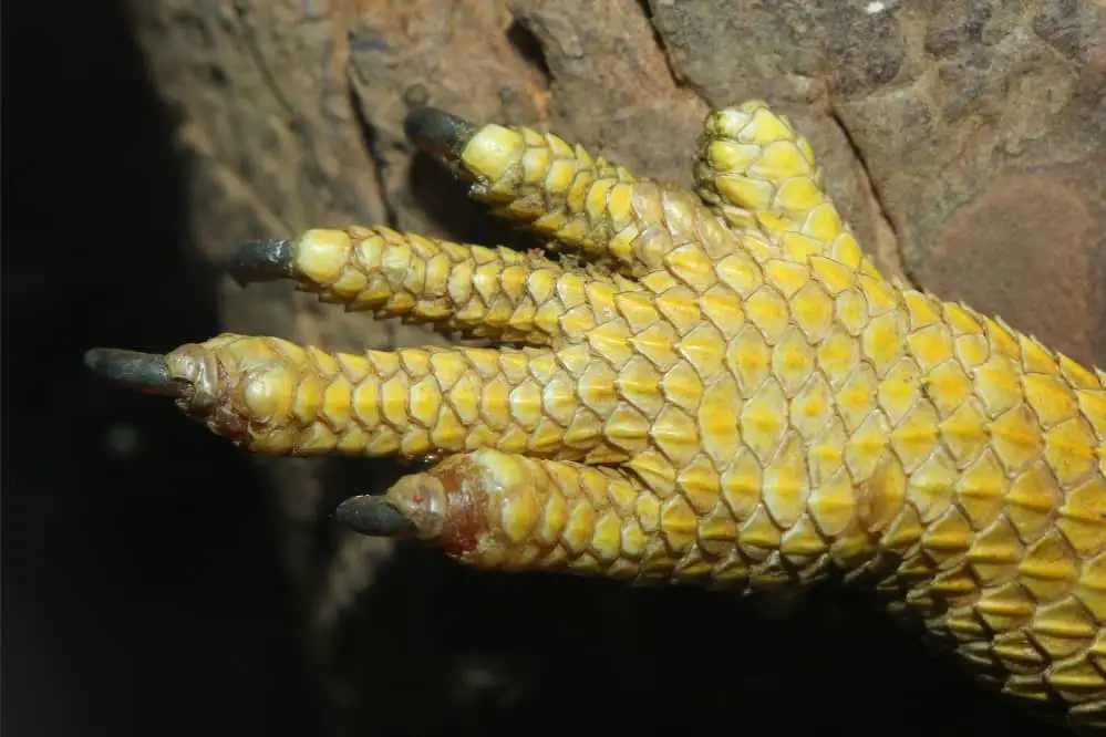 bearded dragon nail