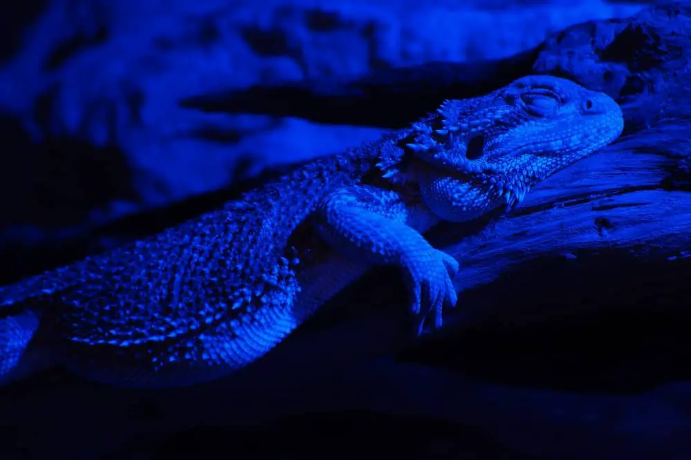 bearded dragon night