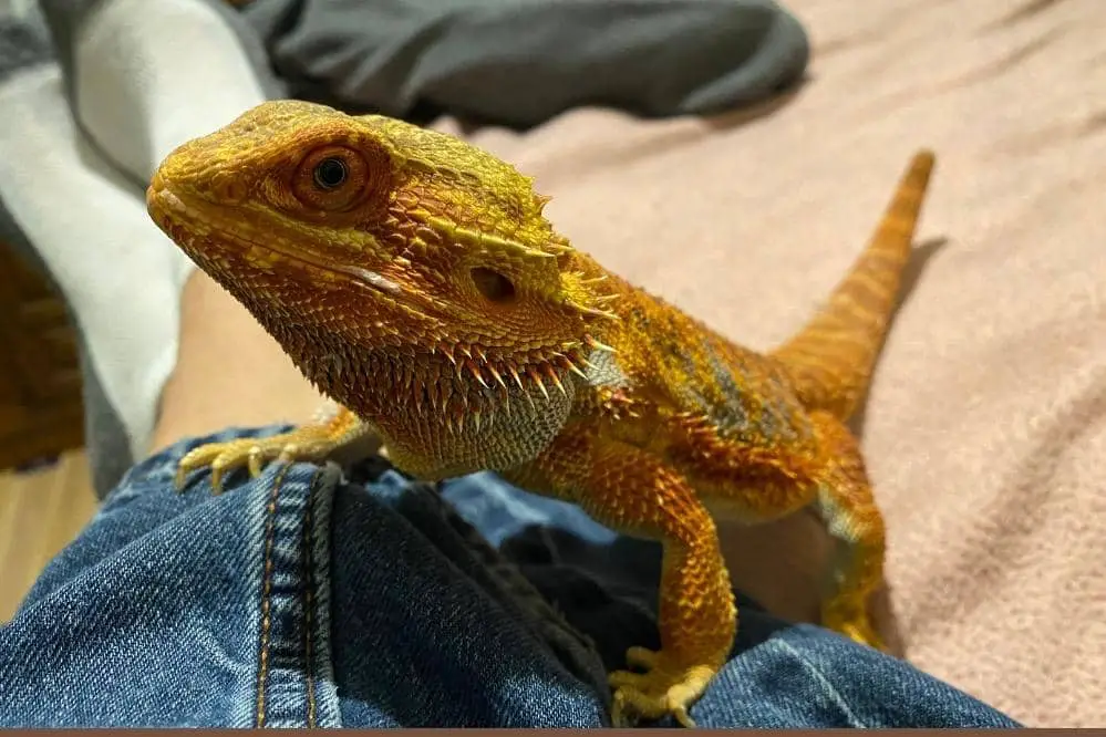 bearded dragon owner