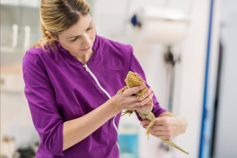 bearded dragon vet