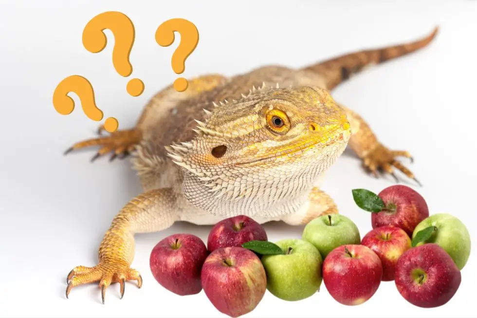 can-bearded-dragons-eat-apples-smartly-pet