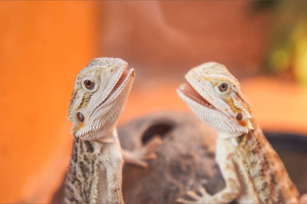 beardie babies