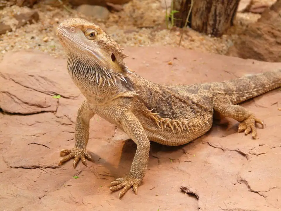 beardie nails