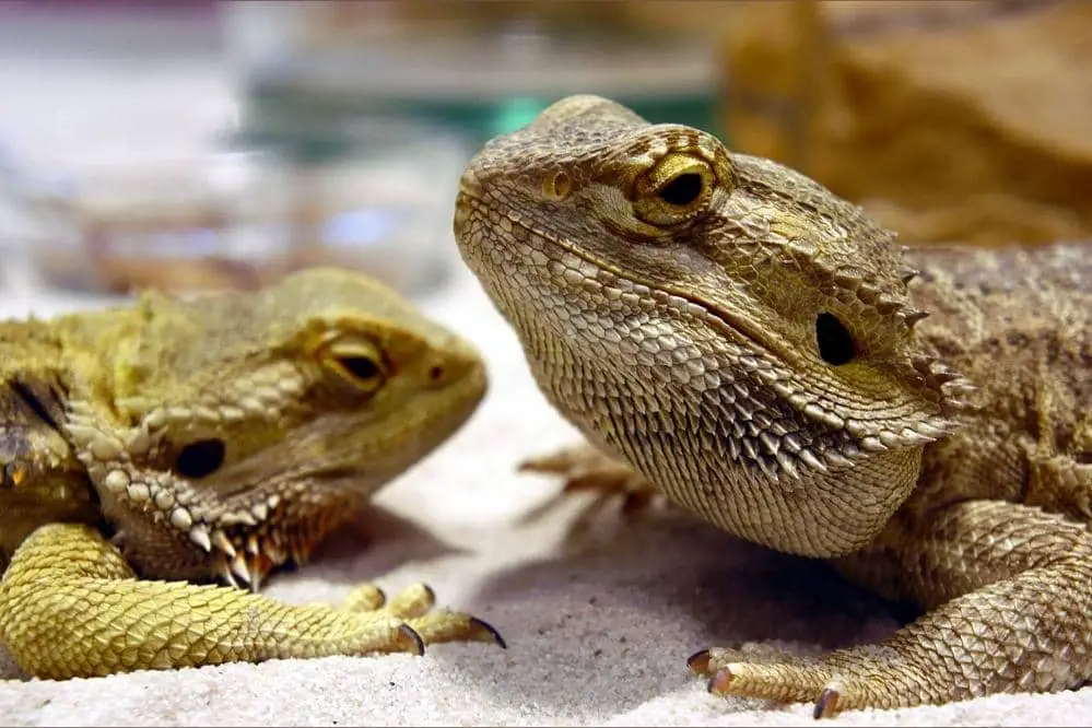 two bearded dragons