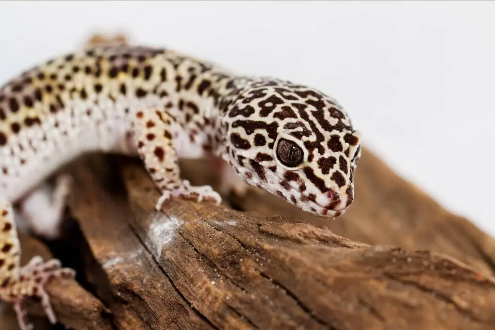 baby leopard gecko