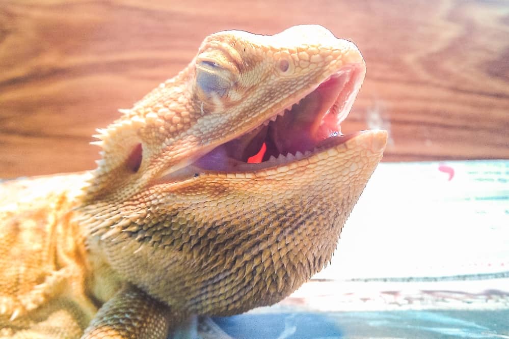 bearded dragon emotion