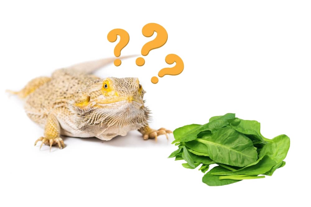 bearded dragon eat spinach
