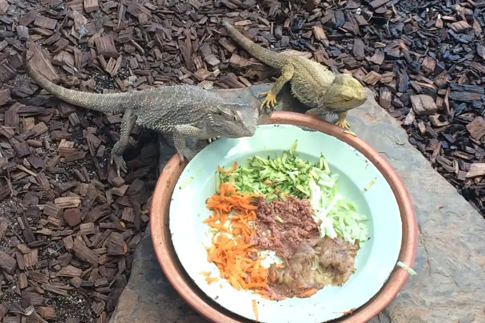 bearded dragons diet