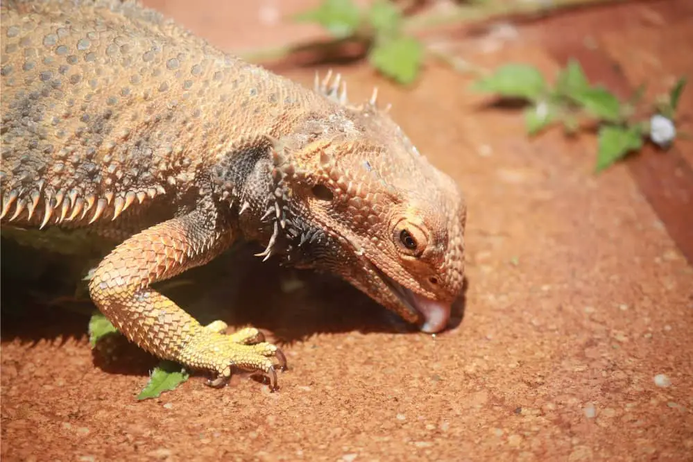 beardie eat mealworm