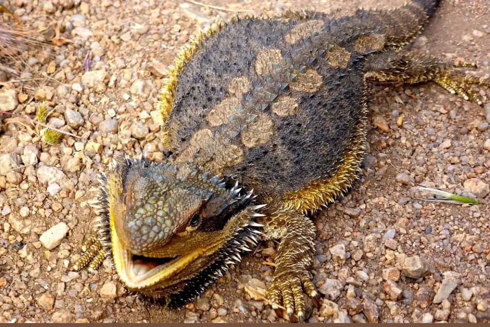 beardie flatten black