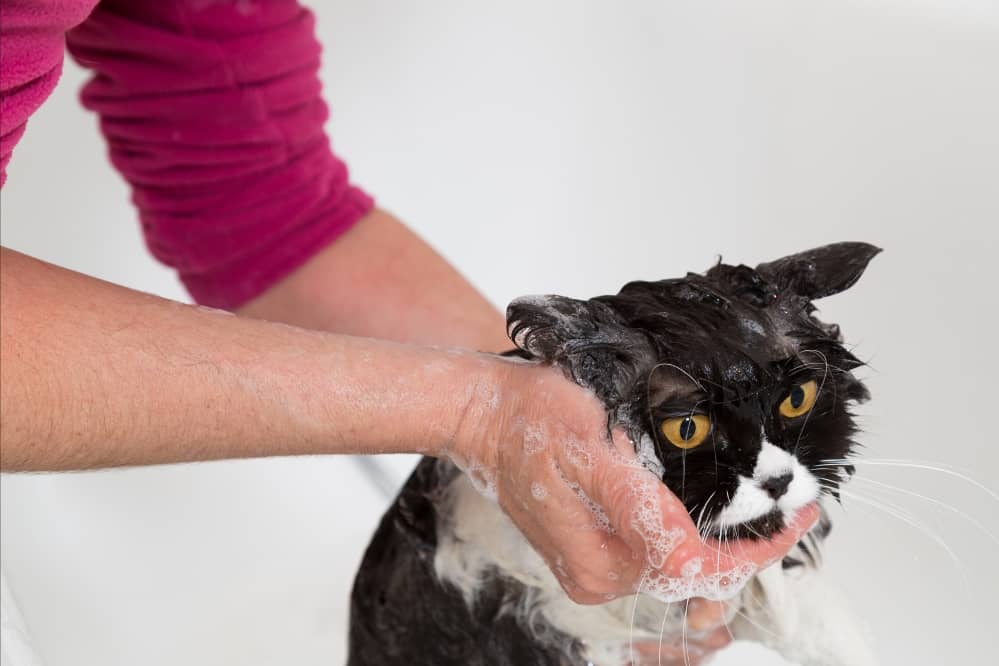 cat bath