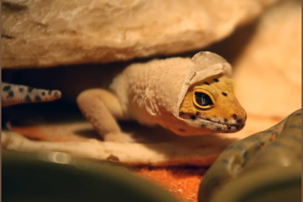 crested gecko shedding