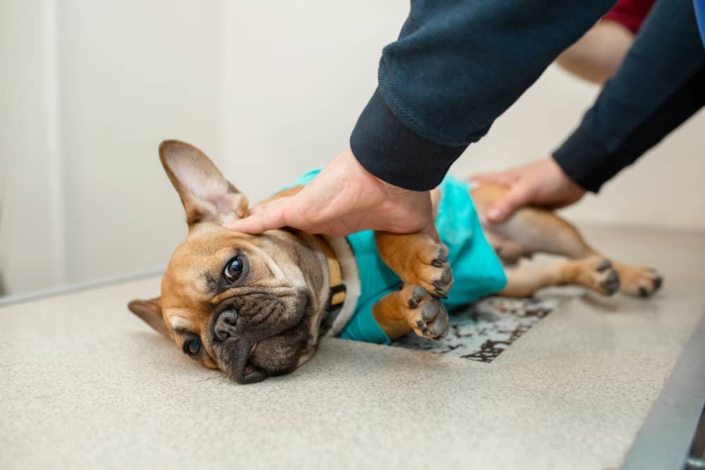 dog at vet