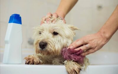 Can You Use Cat Shampoo on Dogs?