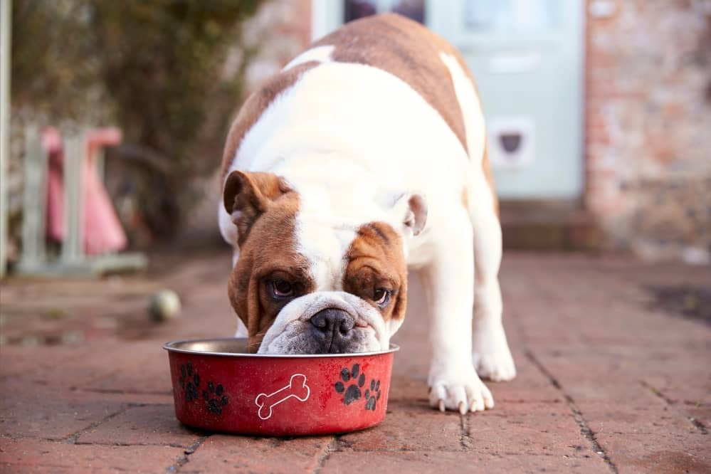 dog eating from bowl