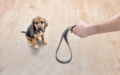 What Do I Do After I Hit My Dog Out Of Anger?