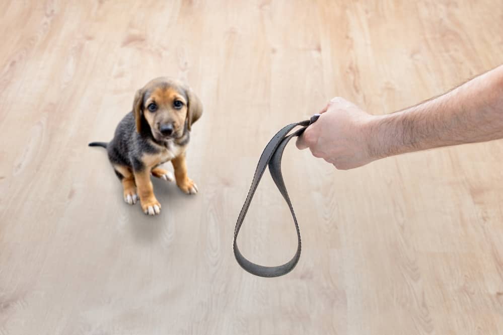dog physical punishment