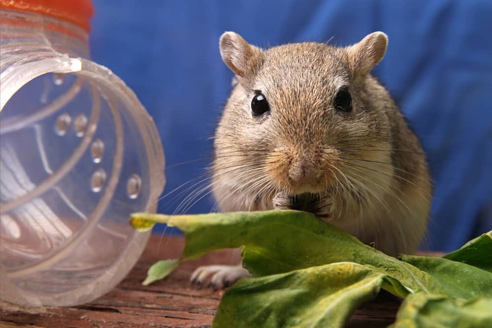 Can Gerbils Be Overweight?