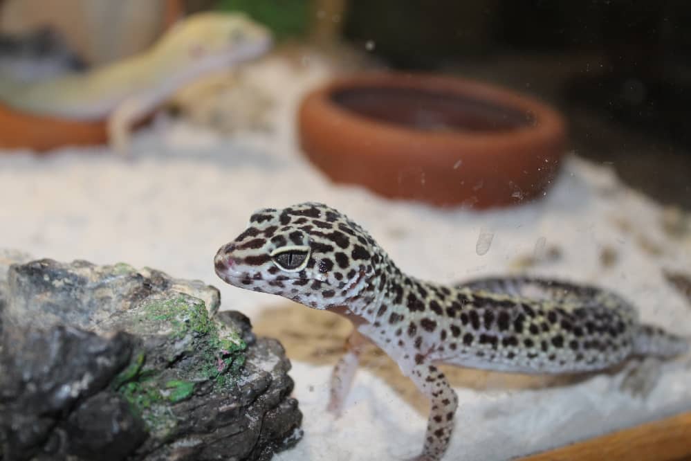 gecko leopard enclosure