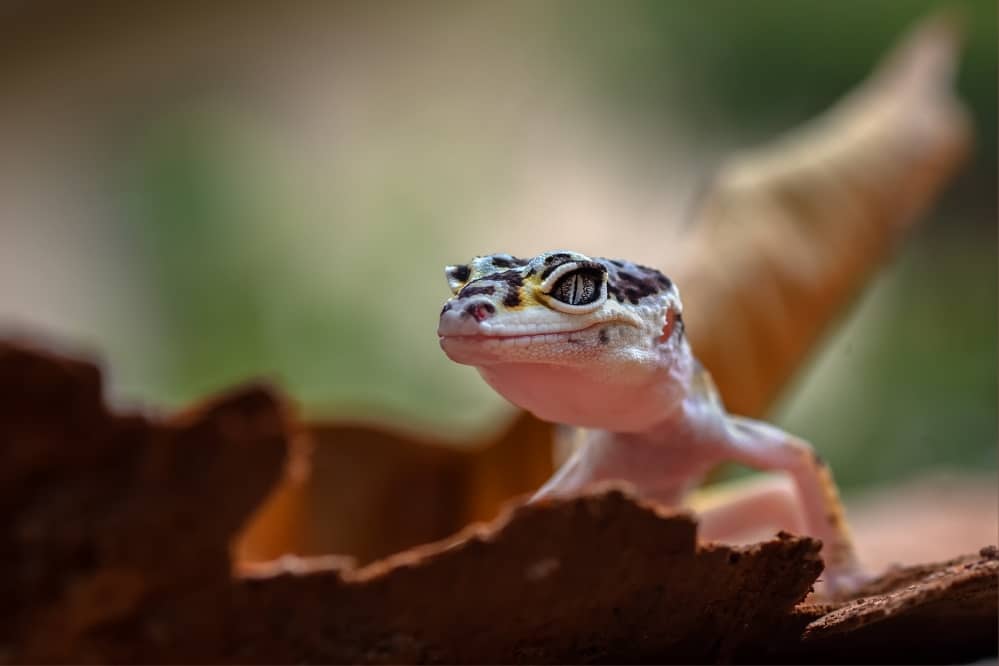 leopard gecko noise