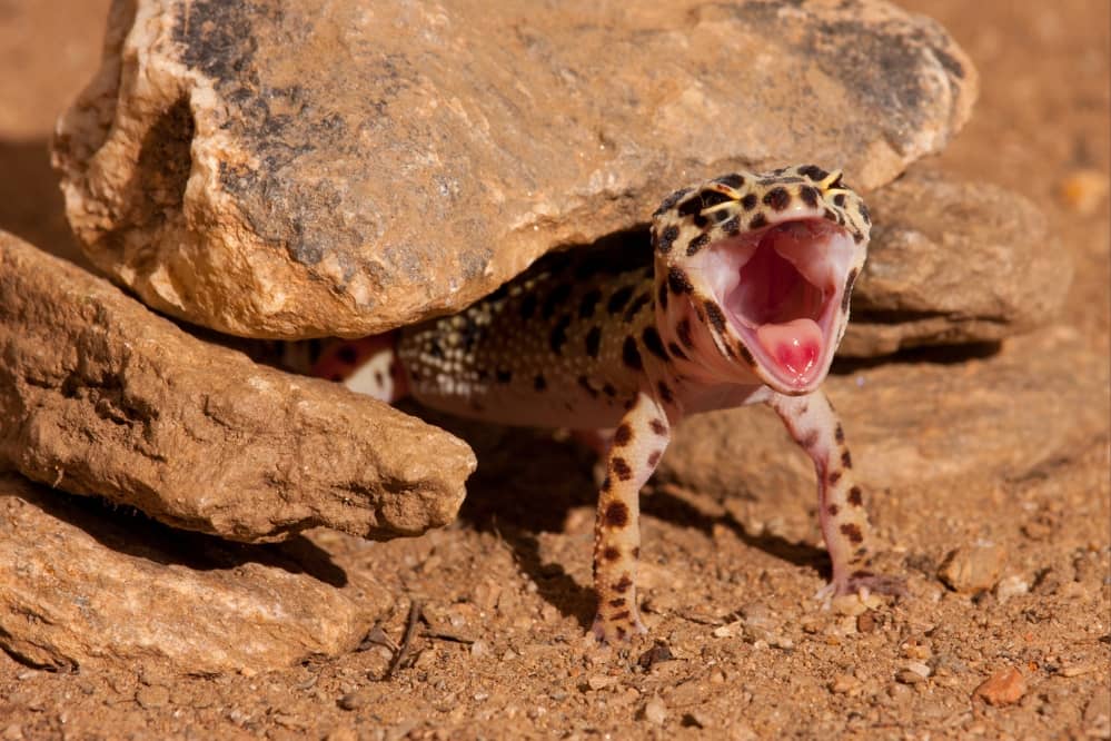 leopard gecko scream