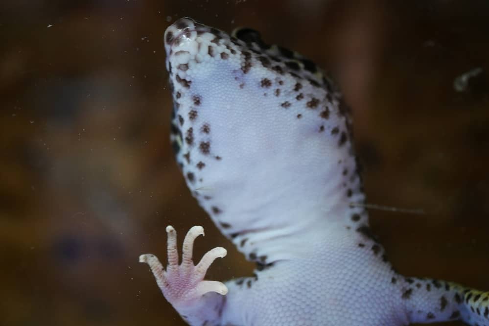gecko surfing