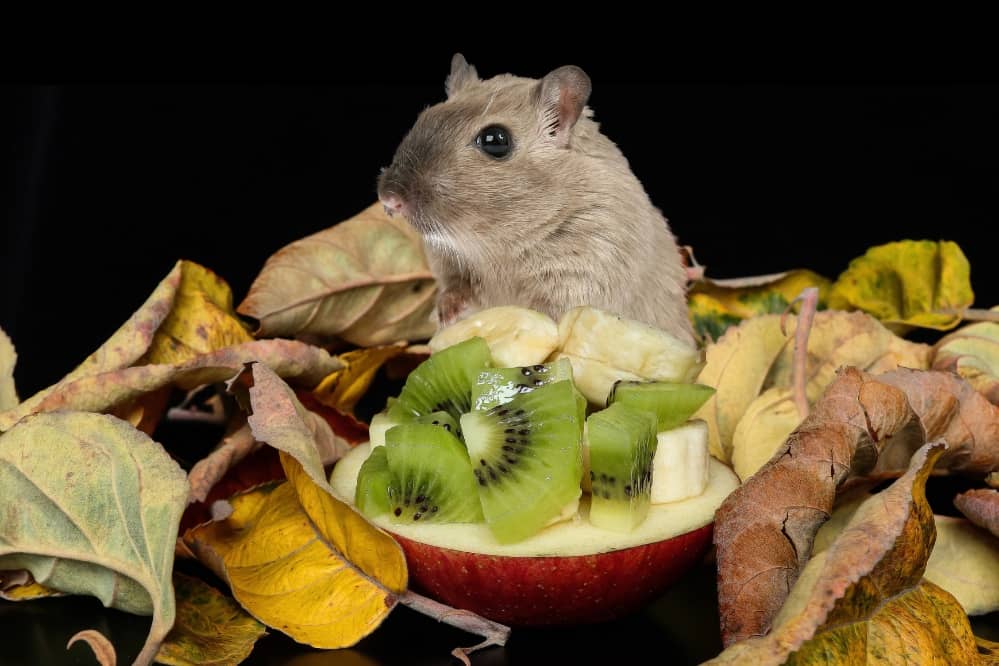 gerbil eating kiwi