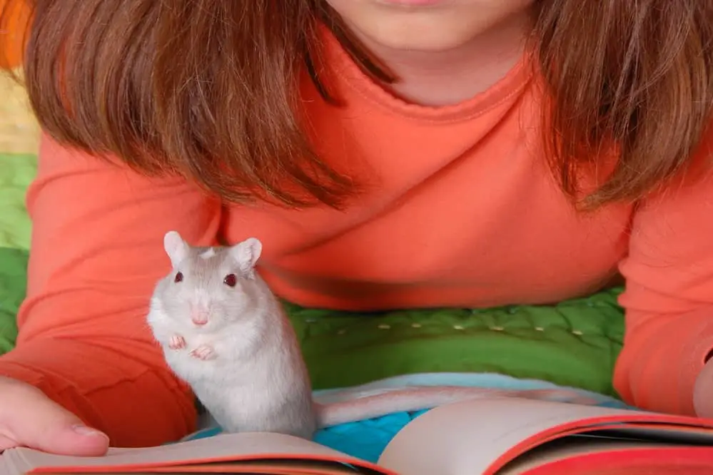 gerbil on a girl's book