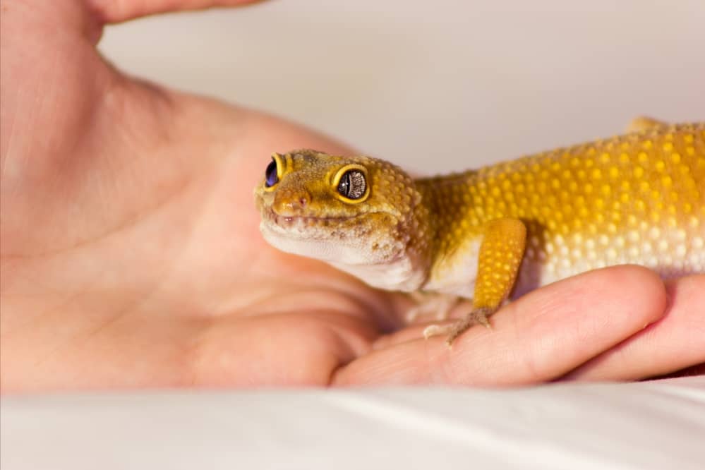 holding leopard gecko