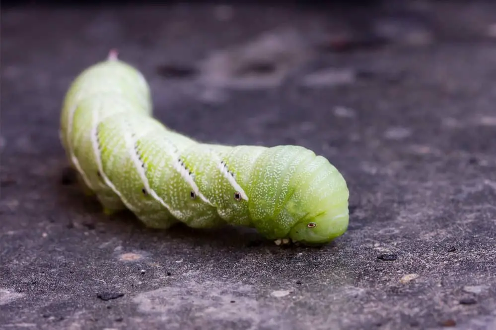 hornworm