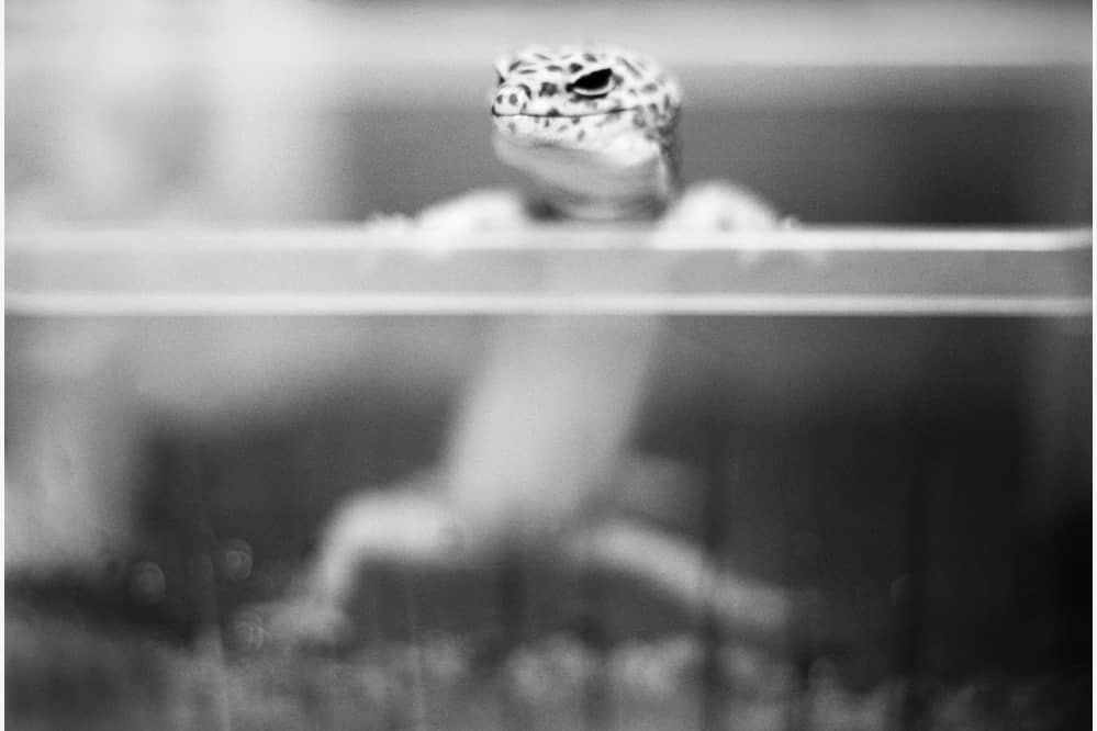 leopard gecko climb glass