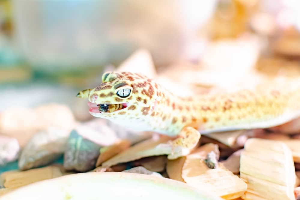leopard gecko eat prey