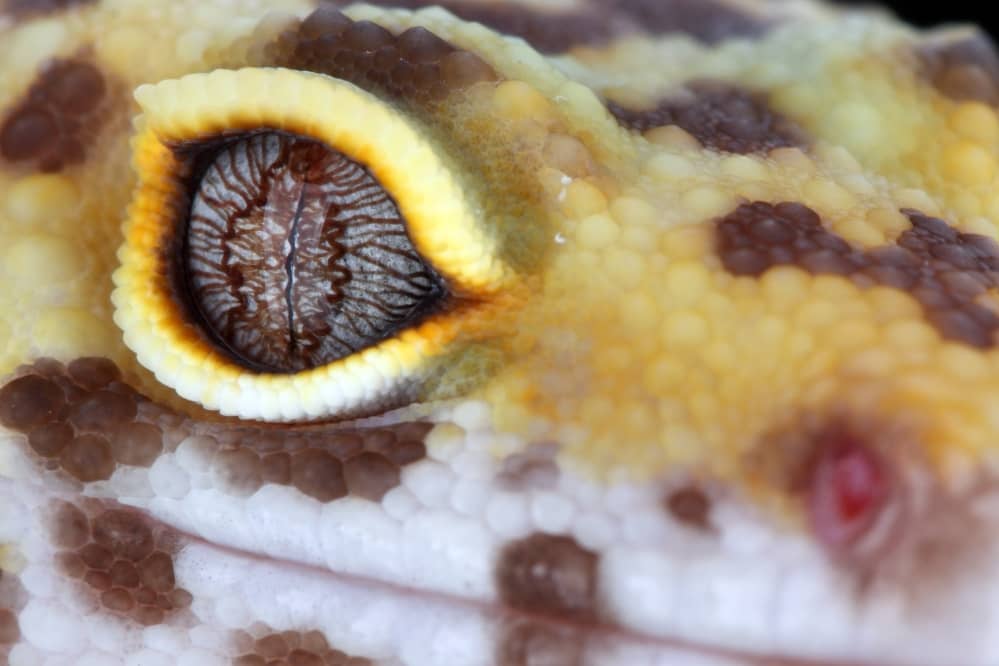 leopard gecko eye