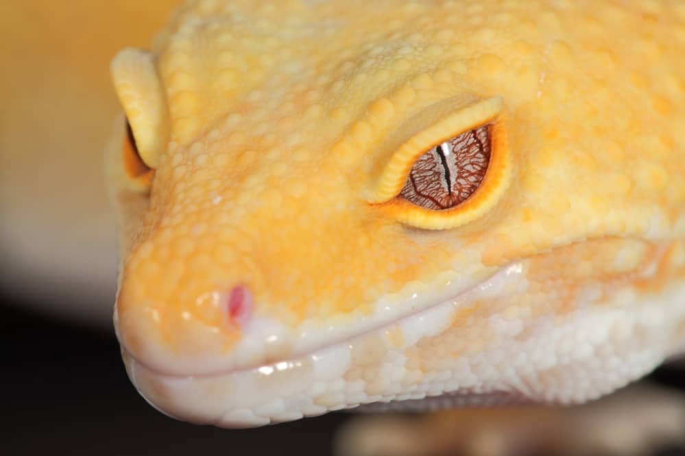 leopard gecko eye