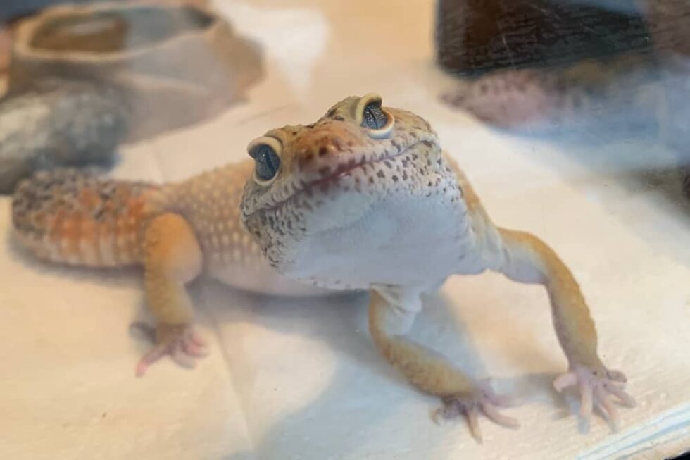 Why Is My Leopard Gecko Glass Surfing? Smartly Pet