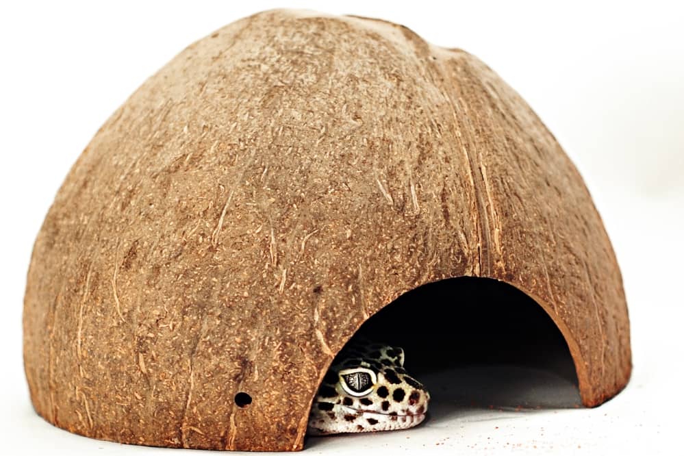 leopard gecko hide