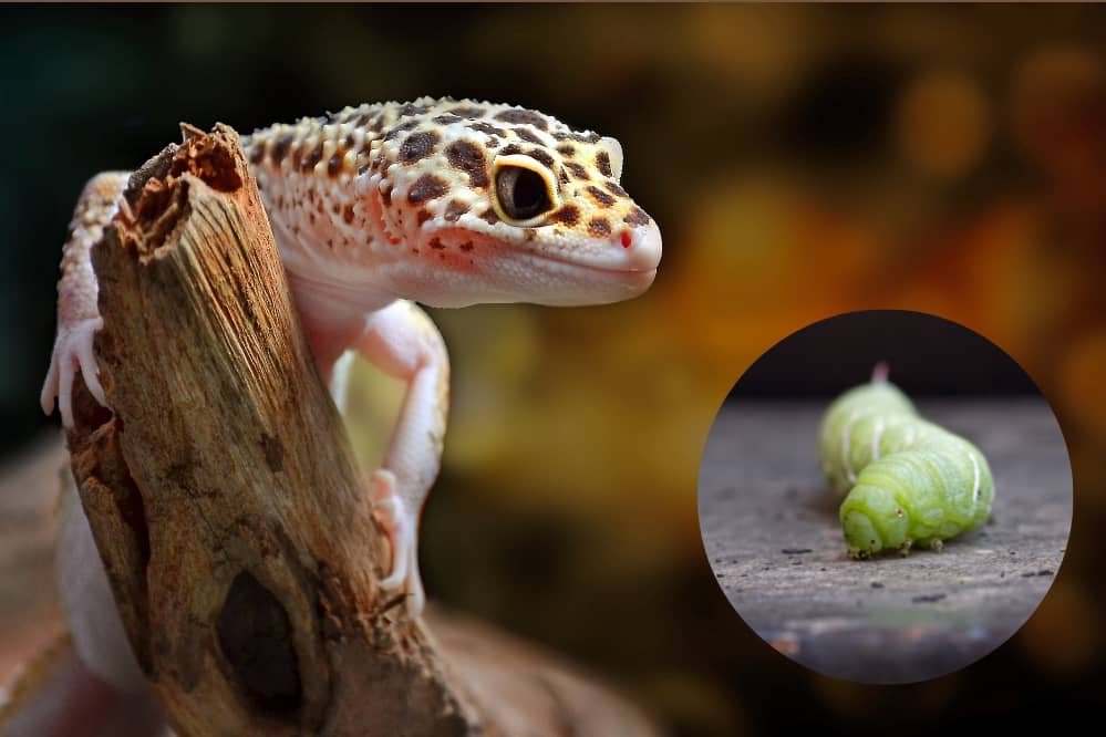 leopard gecko hornworm