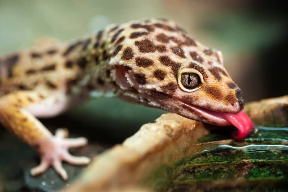 leopard gecko hydrate