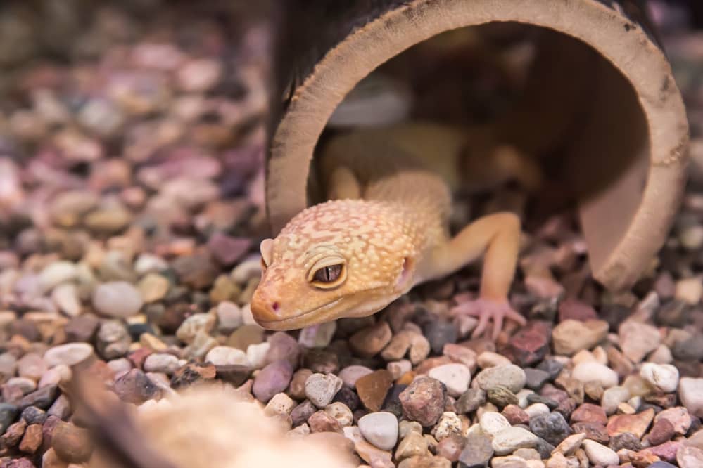 leopard gecko inside hide