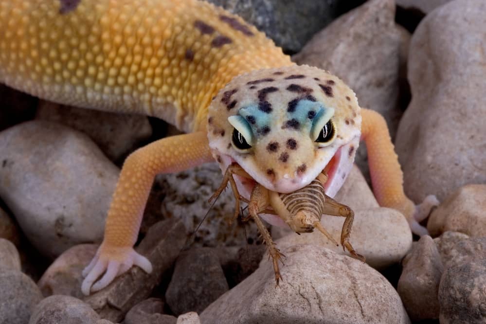 leopard gecko live food