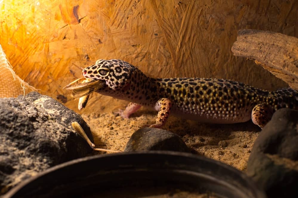 leopard gecko live food