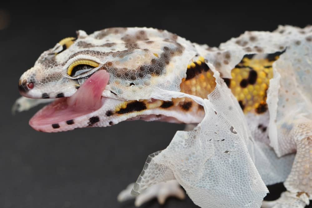 leopard gecko shedding