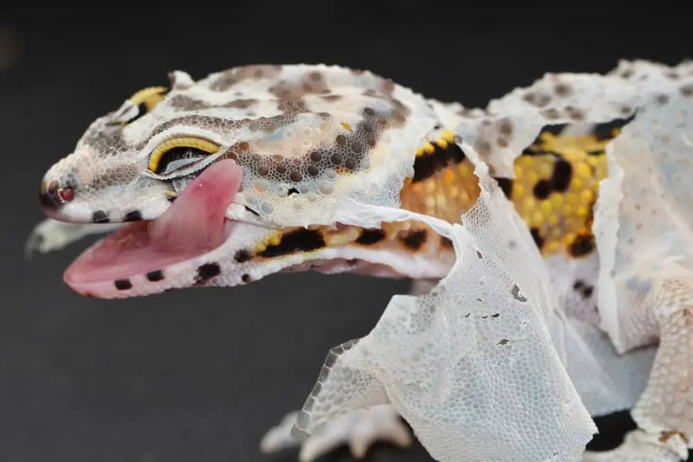 leopard gecko shedding