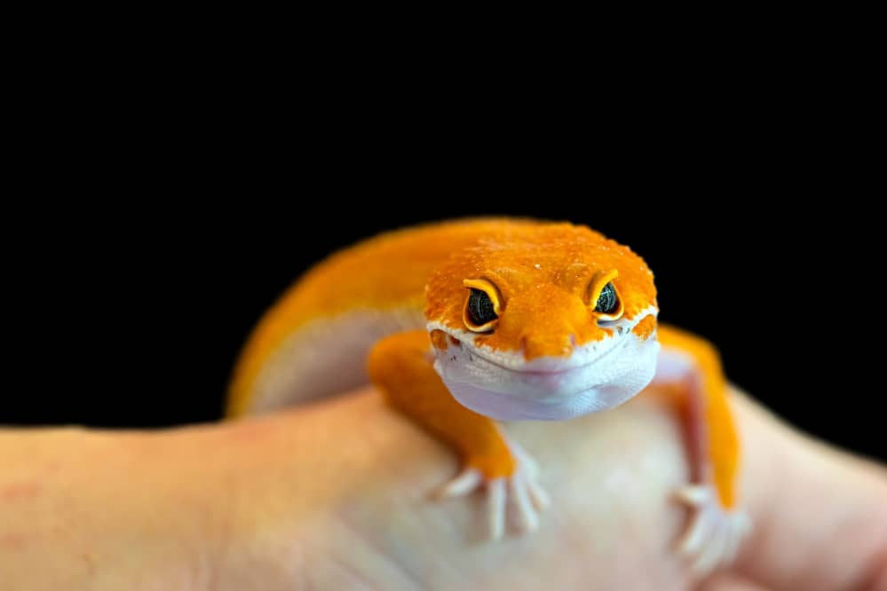 leopard gecko smile