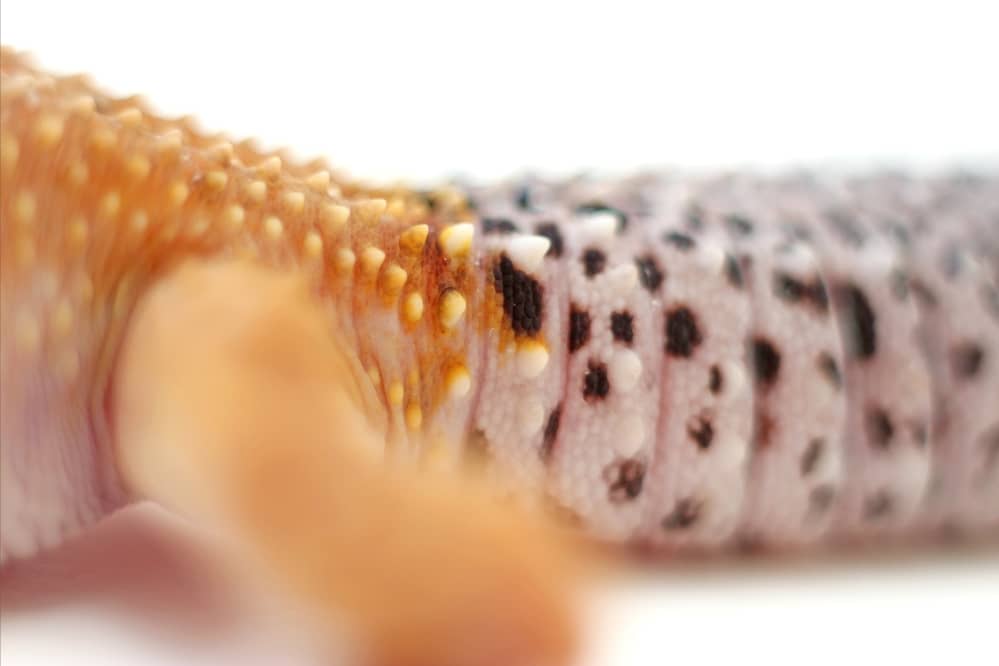 leopard gecko tail close up