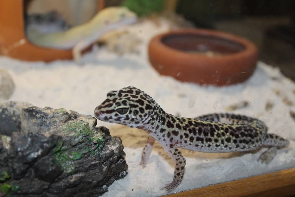 leopard gecko wate bowl