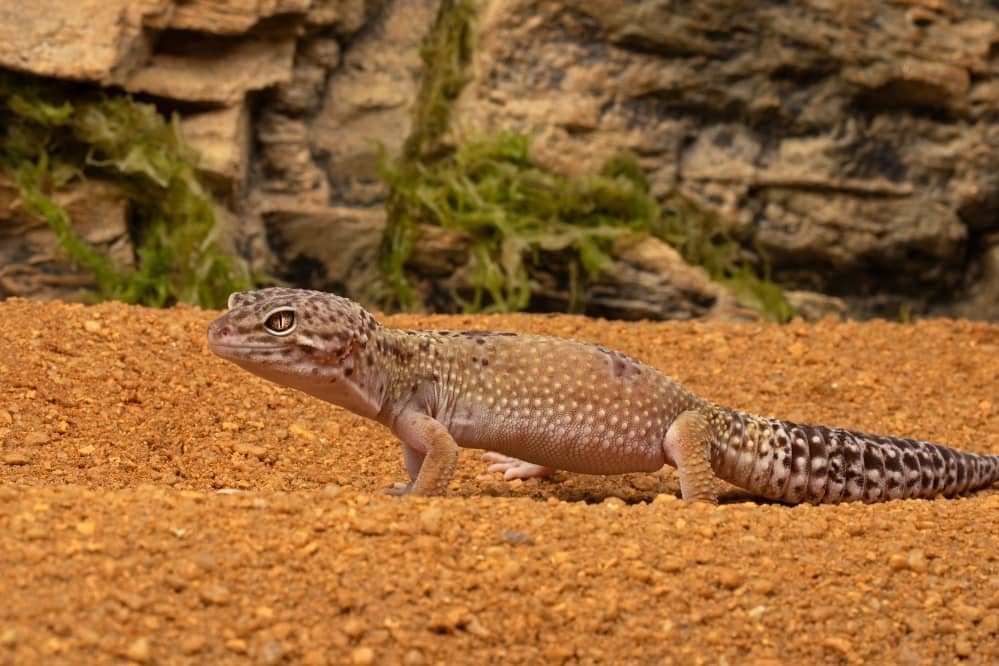 adult leopard gecko