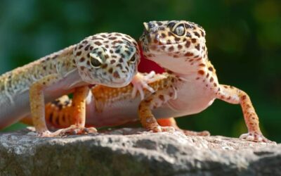 Can Leopard Geckos Live Together in the Same Tank?